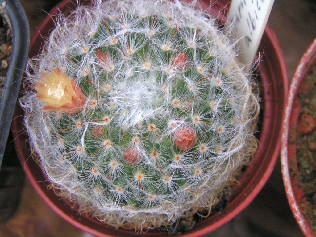 Mammillaria albicoma